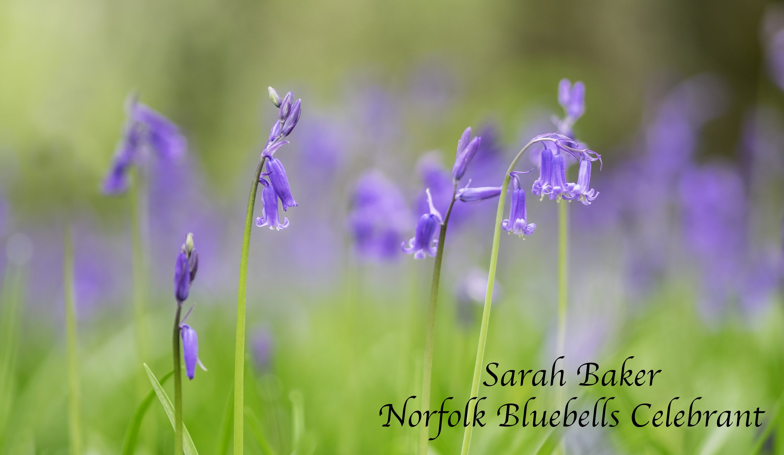 Norfolk Bluebells Celebrant