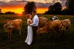 Cows surrounding bride and groom