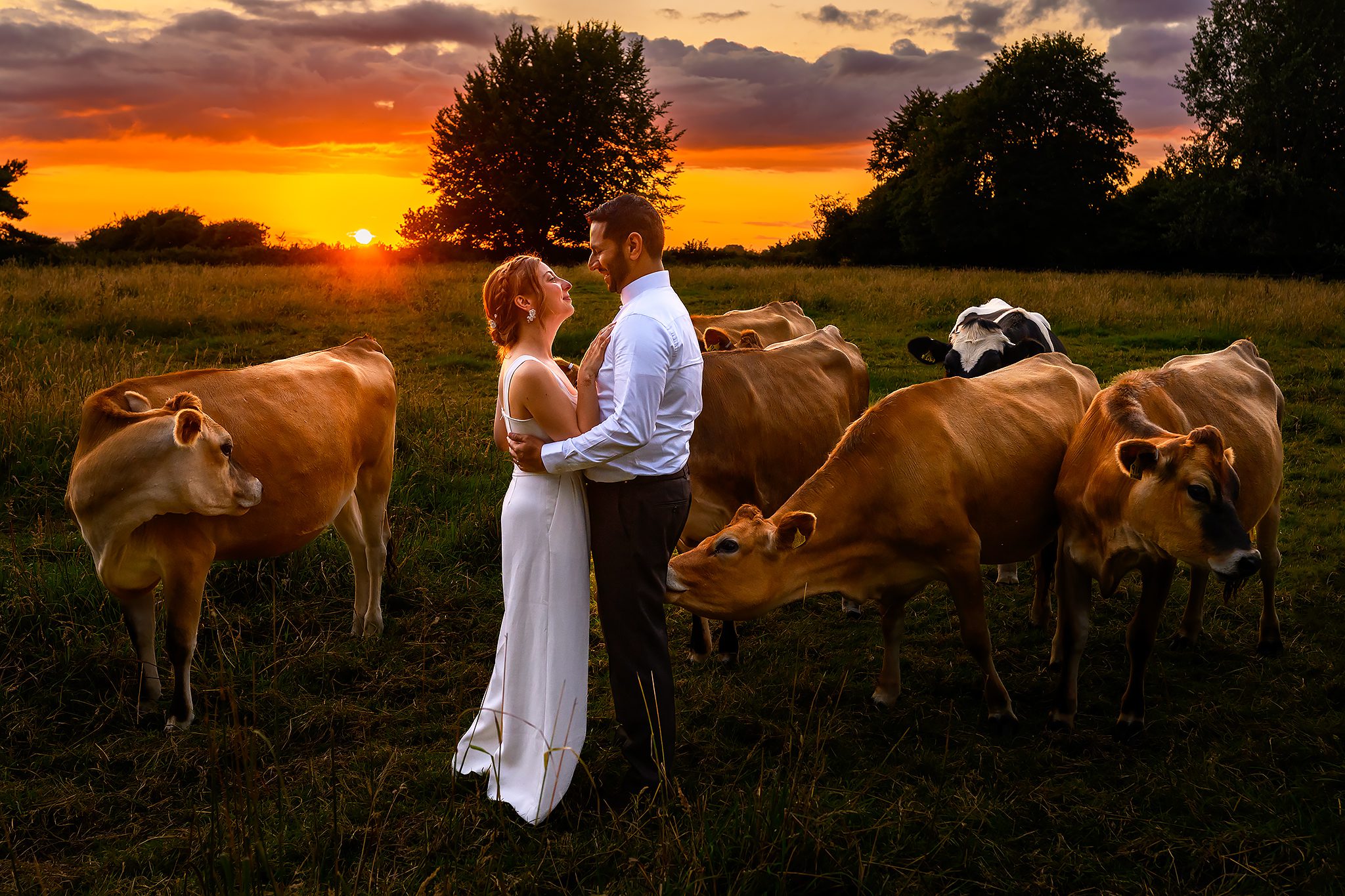 Cows surrounding bride and groom