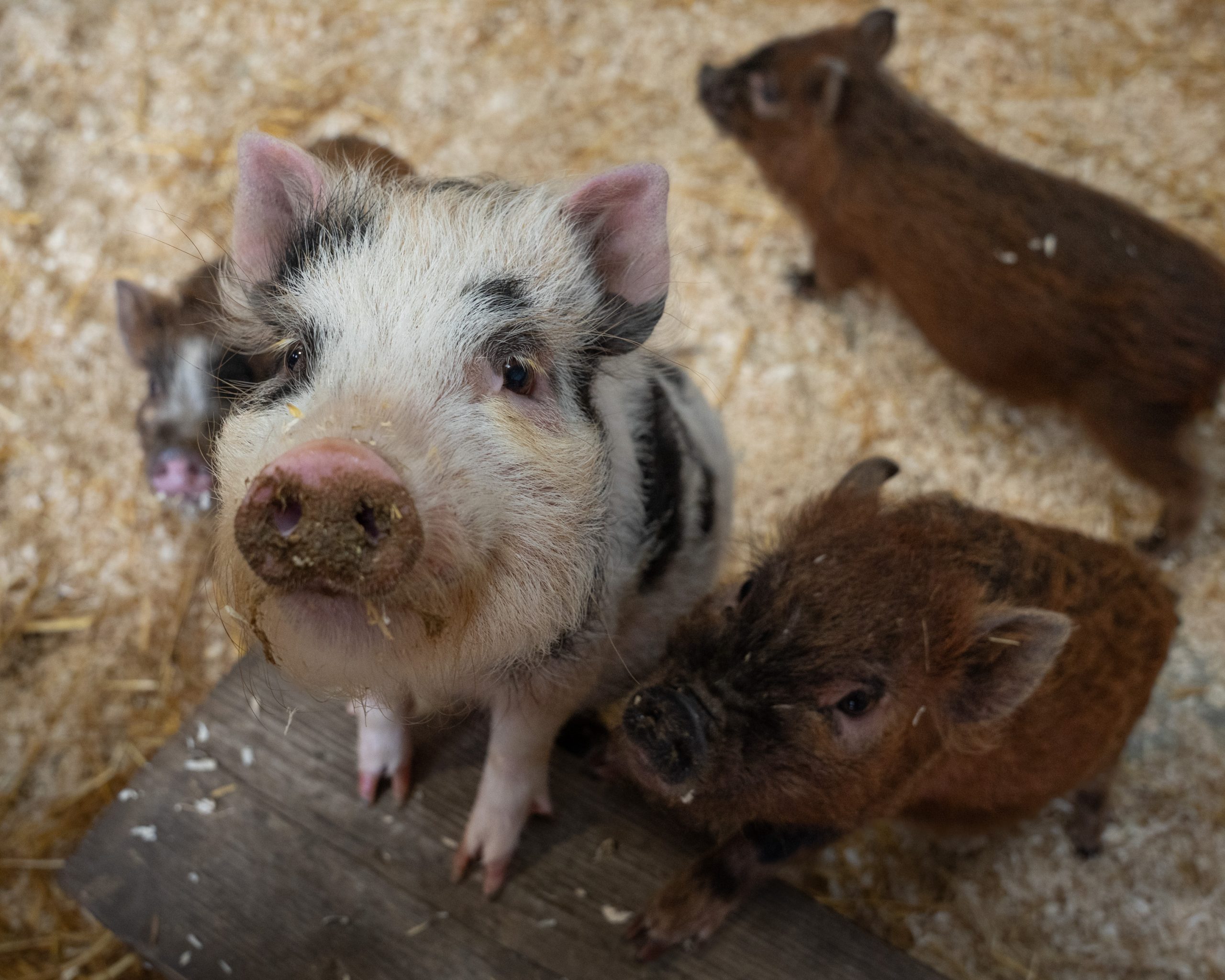 micro pigs