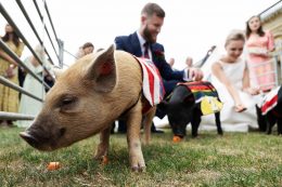 bride and groom with micro pigs