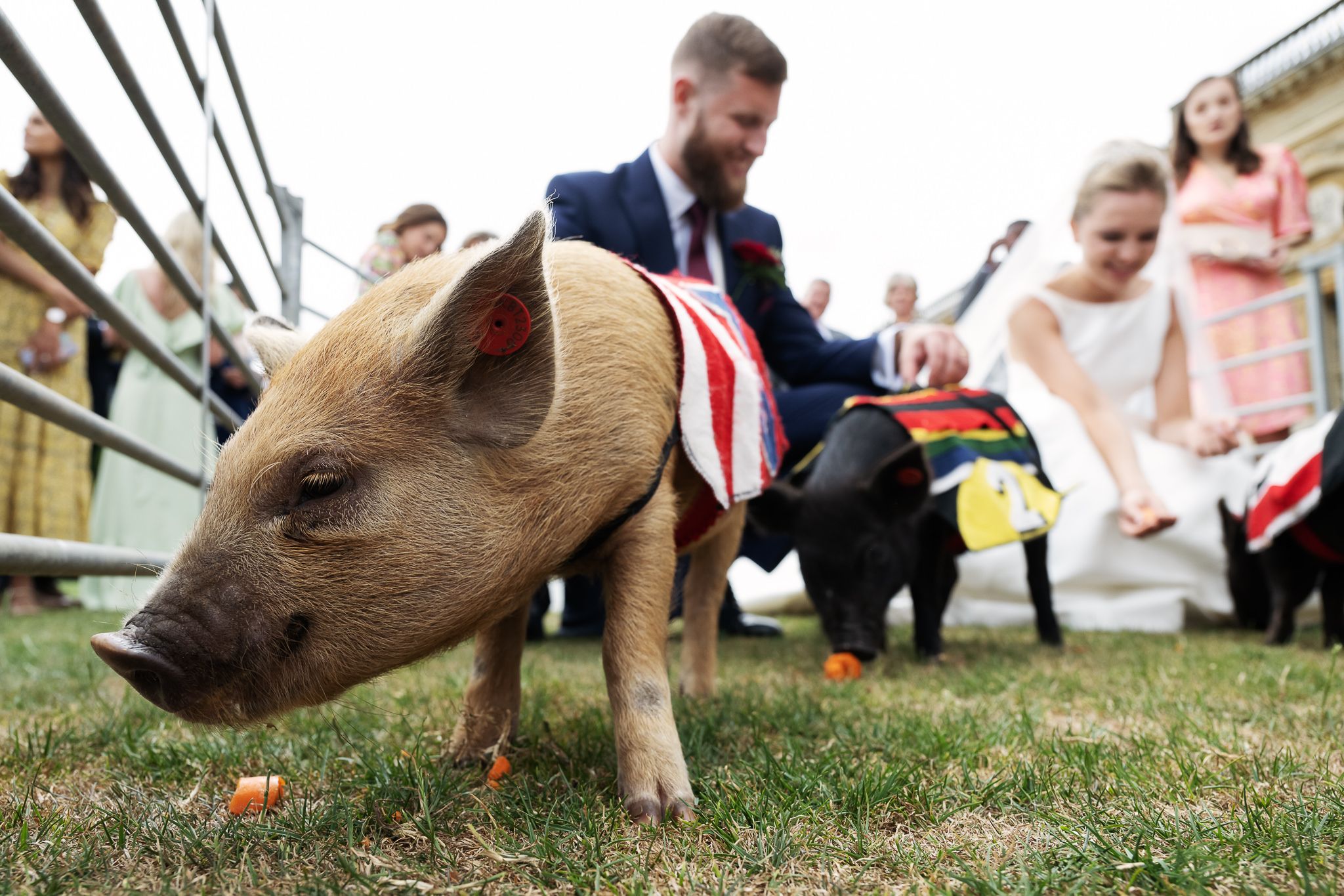 bride and groom with micro pigs